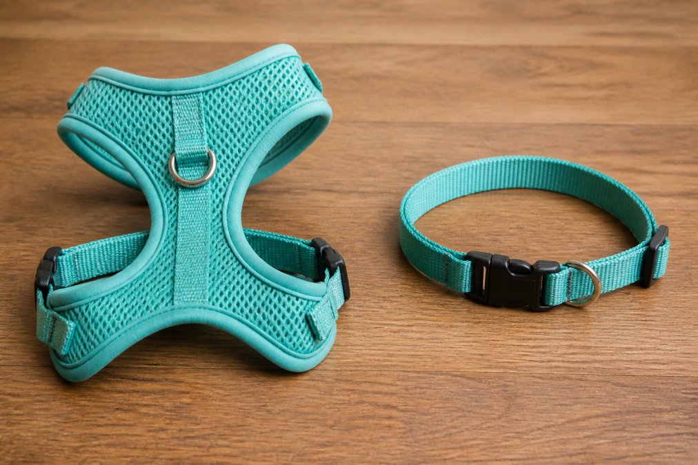 Harness vs Collar for Puppies: Which Is Right?